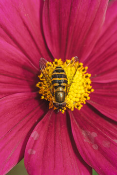 View of a hoverfly resting on the vibrant yellow center of a pink flower, captured in a detailed macro shot in Hilo, Hawaii, United States.