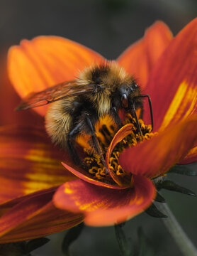 View of a fuzzy bumblebee collecting pollen on a vibrant orange flower with detailed petals in Hilo, Hawaii, United States.