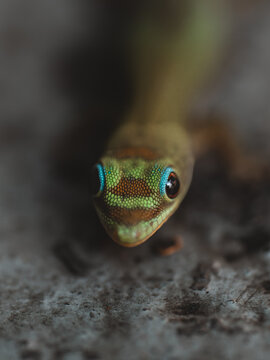 View of a Gold Dust Day Gecko with vibrant green skin and striking blue eye markings captured in a detailed macro shot in Hilo, Hawaii, United States.