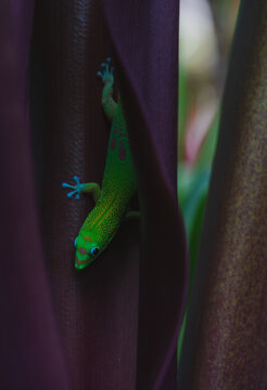 View of a vibrant green gold dust day gecko resting on a dark purple leaf in Hilo, Hawaii, United States.