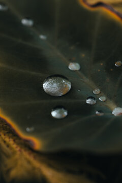 View of water droplets resting on the surface of a dark, textured leaf in Hilo, Hawaii, United States.