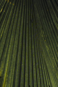 View of the intricate parallel veins and textured surface of a green palm leaf in Hilo, Hawaii, United States.