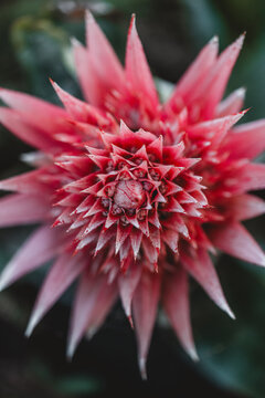 View of a vibrant pink bromeliad flower with sharp, pointed petals captured in a detailed macro shot in Hilo, Hawaii, United States.