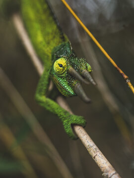 View of a Jackson's chameleon with textured green skin and horns perched on a thin branch in a macro shot in Hilo, Hawaii, United States.