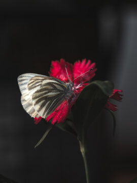 View of a striped butterfly resting on a vibrant red flower with dark green leaves against a soft blurred background in Hilo, Hawaii, United States.