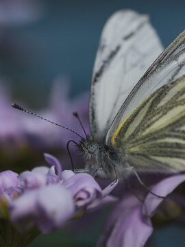 View of a white butterfly with delicate wing patterns resting on a purple flower in a macro shot in Hilo, Hawaii, United States.