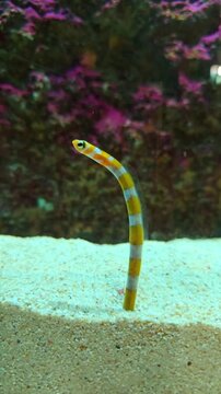 Spotted Garden Eel in an Aquarium