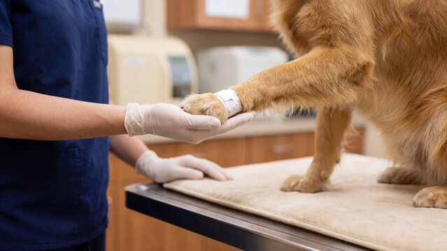 A veterinarian gently holds a golden retriever's bandaged paw during a wound care checkup at the animal clinic. Concept of veterinary medicine, compassionate pet healthcare, and post-operative recover
