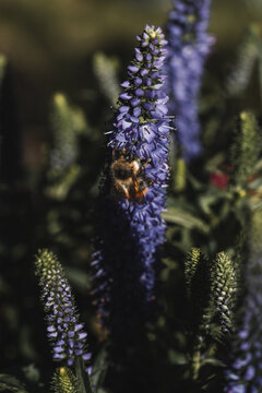 View of a bumblebee pollinating a vibrant purple flower spike in a garden setting in Hilo, Hawaii, United States.