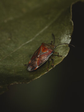 View of a stink bug resting on a green leaf, showing detailed textures and patterns on its shield-shaped body in Hilo, Hawaii, United States.
