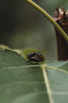 View of two small black and orange beetles mating on a vibrant green leaf in Hilo, Hawaii, United States.