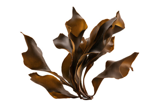 Realistic bundle of fresh brown kelp seaweed with large fronds isolated on transparent background
