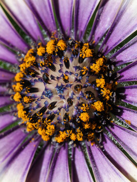 View of a vibrant purple African daisy flower in macro detail, showcasing intricate yellow pollen and dark central florets in Hilo, Hawaii, United States.