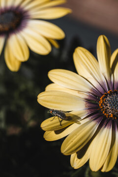 View of a housefly resting on the yellow petals of a daisy flower in Hilo, Hawaii, United States.