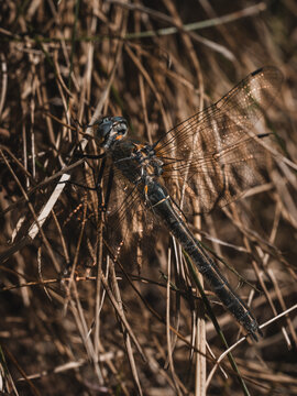 View of a dragonfly resting on dry grass in a macro shot in Hilo, Hawaii, United States.