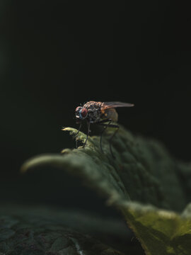 View of a housefly resting on a textured green leaf in a macro shot with a dark, moody background in Hilo, Hawaii, United States.