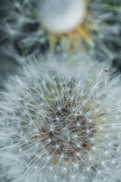 View of a delicate dandelion seed head with intricate white pappus filaments and a soft, blurred background in Hilo, Hawaii, United States.
