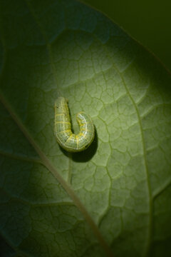 View of a small green caterpillar resting on a textured leaf in Hilo, Hawaii, United States.