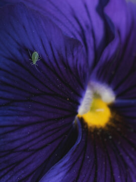 View of a small green aphid resting on the textured deep purple petal of a pansy flower in Hilo, Hawaii, United States.