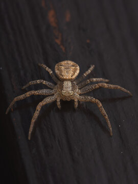 View of a crab spider resting on a dark wooden surface in Hilo, Hawaii, United States.