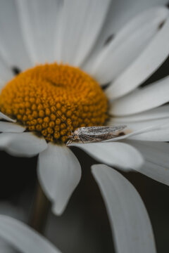 View of a small moth resting on the white petals and yellow center of a daisy flower in a macro shot in Hilo, Hawaii, United States.