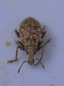 View of a macro shot of a weevil with a long snout and textured brown body on a light surface in Hilo, Hawaii, United States.