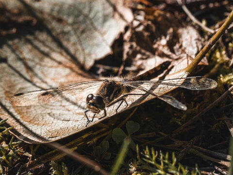 View of a dragonfly resting on a dry, textured leaf on the forest floor in Hilo, Hawaii, United States.