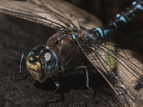 View of a detailed macro shot of a blue-spotted dragonfly resting on a dark textured surface in Hilo, Hawaii, United States.
