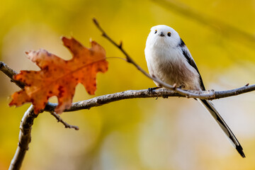 Long-Tailed Tit Is Sitting On A Branch In Autumn © tan4ikk