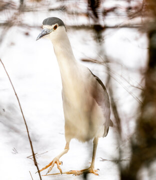 Kvaka On Snow In Winter