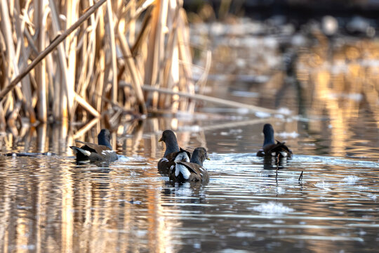 Flock Of Eurasian Moorhens Swimming On Lake