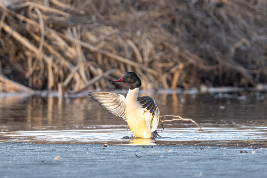 Male Common Merganser Spreads Wings