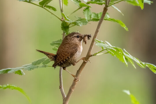 Eurasian Wren perched on a tree stump with insect in beak