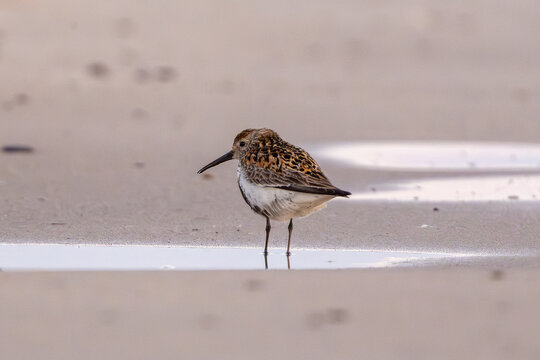 Green sandpiper searching for food on the wet sandy beach