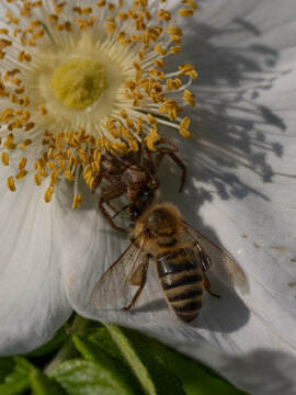 View of a crab spider feeding on a honeybee on a white flower petal with yellow stamens in Hilo, Hawaii, United States.