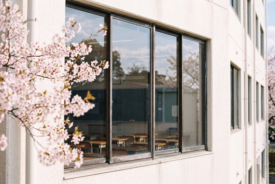 満開の桜に囲まれた学校校舎 入学式や卒業式をイメージする春の風景