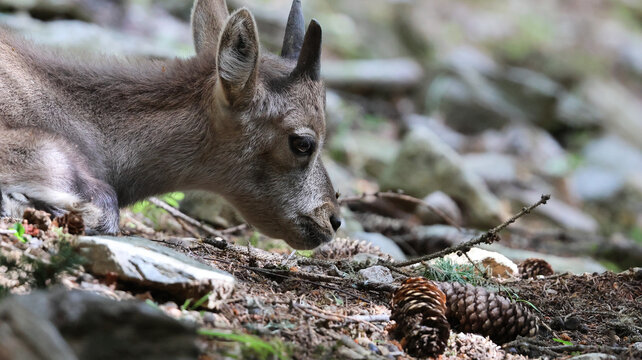View of a young ibex resting on the forest floor among pine cones in Parc de Merlet, Les Houches, Auvergne-Rhone-Alpes, France.
