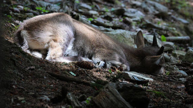 View of a young ibex resting on the forest floor at Parc de Merlet, surrounded by pine cones and rocks in dappled sunlight in Les Houches, Auvergne-Rhone-Alpes, France.