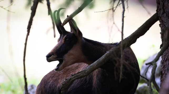 View of a chamois standing in the forest at Parc de Merlet with its mouth open near tree branches in Les Houches, Auvergne-Rhone-Alpes, France.