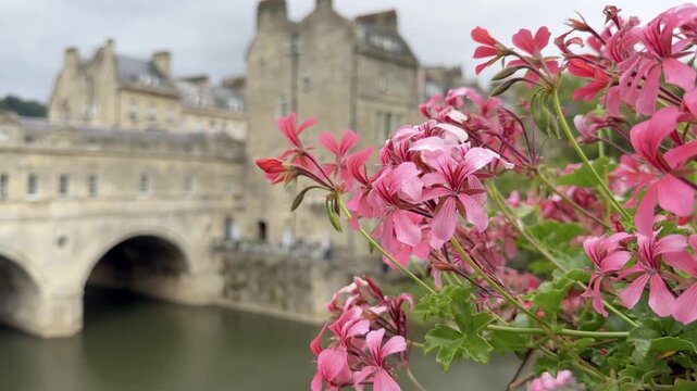 Pink Geraniums with a Historic Bridge Behind in Bath