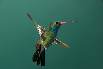 Fototapeta premium Broad-billed hummingbird hovering