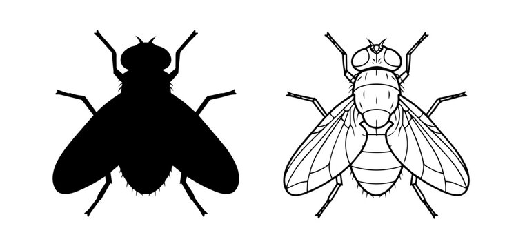 Housefly insect black silhouette and line drawing vector icon set