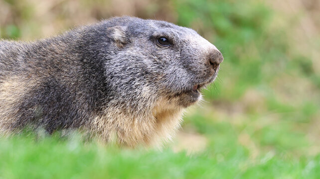 View of an Alpine marmot resting in the lush green grass at Parc de Merlet in Les Houches, Auvergne-Rhone-Alpes, France.