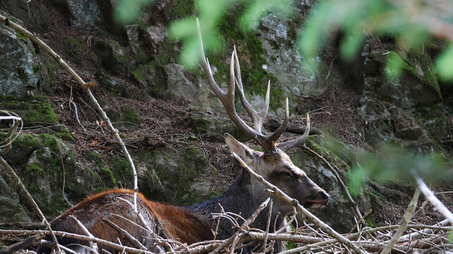 View of a stag resting in the Parc de Merlet, surrounded by mossy rocks and forest branches in Les Houches, Auvergne-Rhone-Alpes, France.