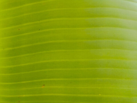 Macro pattern of fresh green banana leaf texture with parallel lines background