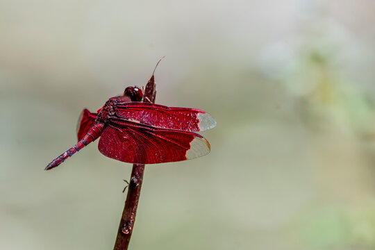 red dragonfly on a wall