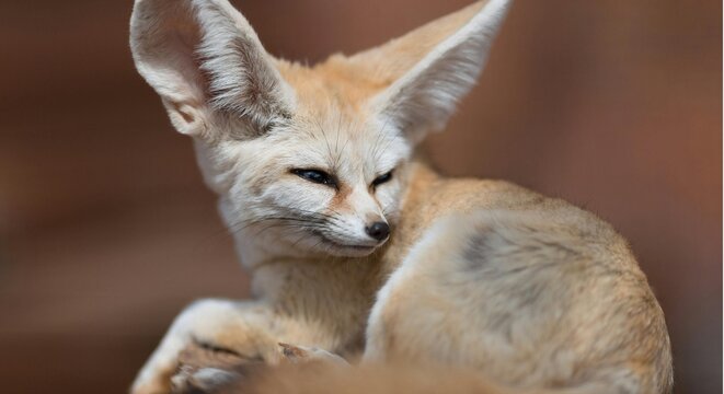 Cute Fennec Fox Resting Close Up Portrait with Large Ears