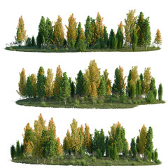 Ilex crenata Steeds, Liriodendron tulipifera Fastigiatu tree line, Forest Edge, Backdrop cutout, isolate transparent background © DH Tree Stock