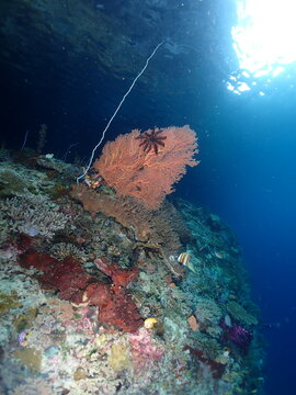 View of a vibrant orange sea fan coral and diverse marine life on a reef wall in Raja Ampat, Southwest Papua, Indonesia.