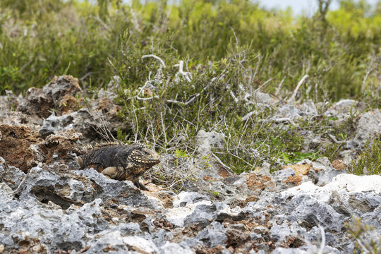 View of a Cuban rock iguana resting on the rugged limestone rocks of the Guanahacabibes Peninsula, Pinar del Rio, Cuba.